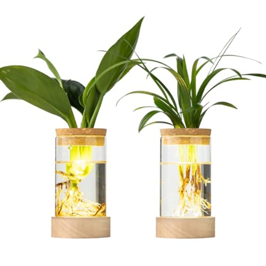 Propagation Station Vase - Glass Plant Propagation Stations, Propagation Vases