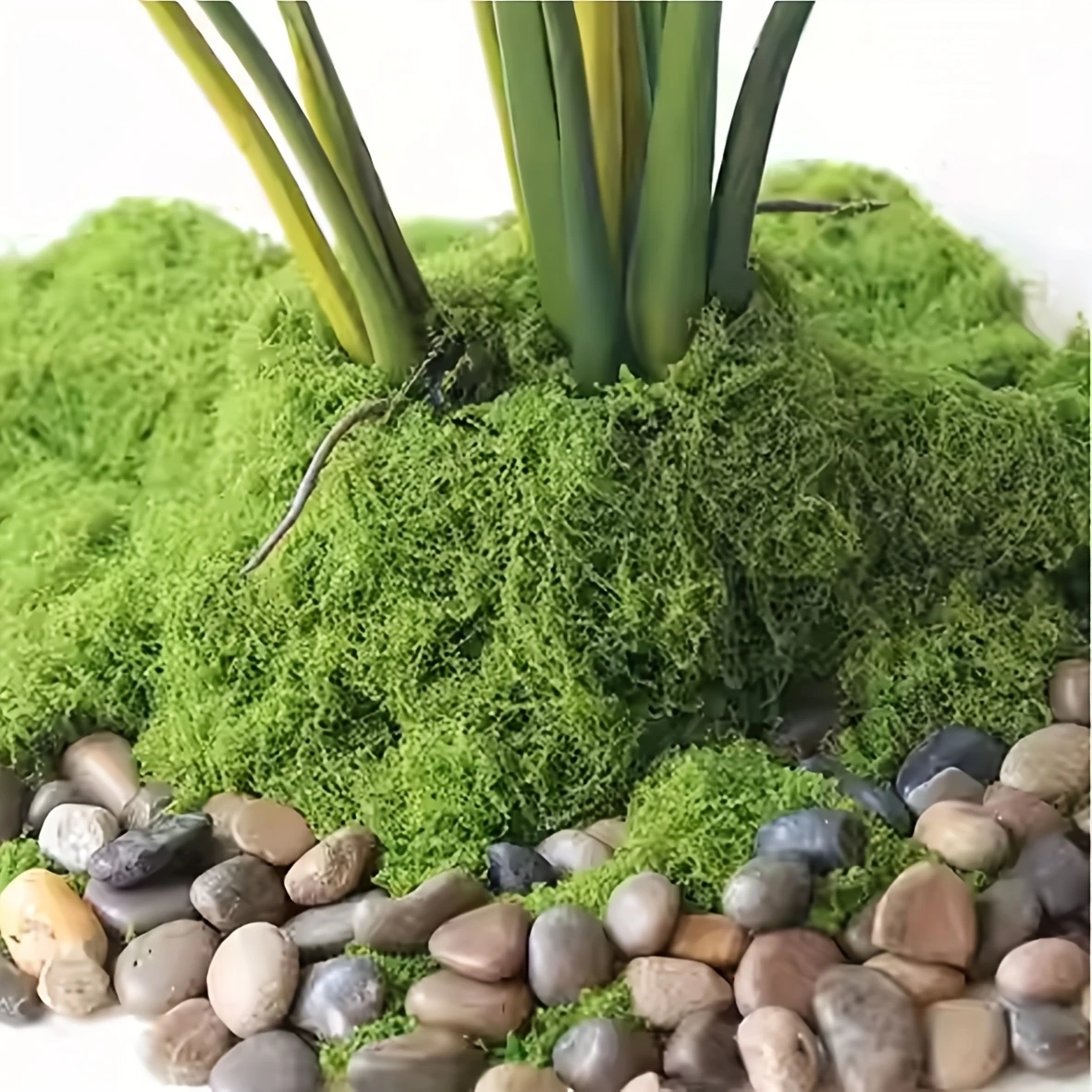 50g Fake Moss DIY Crafts Grass - Sphagnum Moss Dry avis et prix