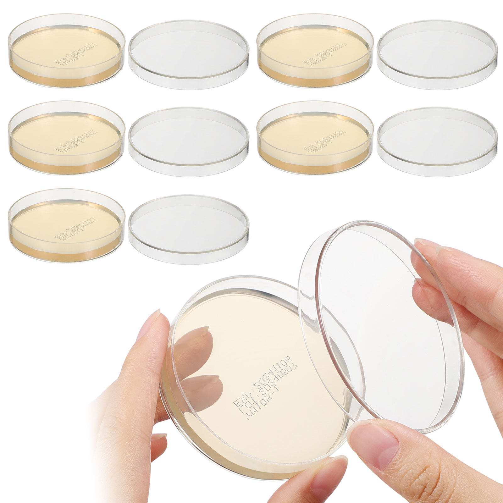 Agar Plates 10pcs Ready to Use - Agar Tissue Culture avis et prix