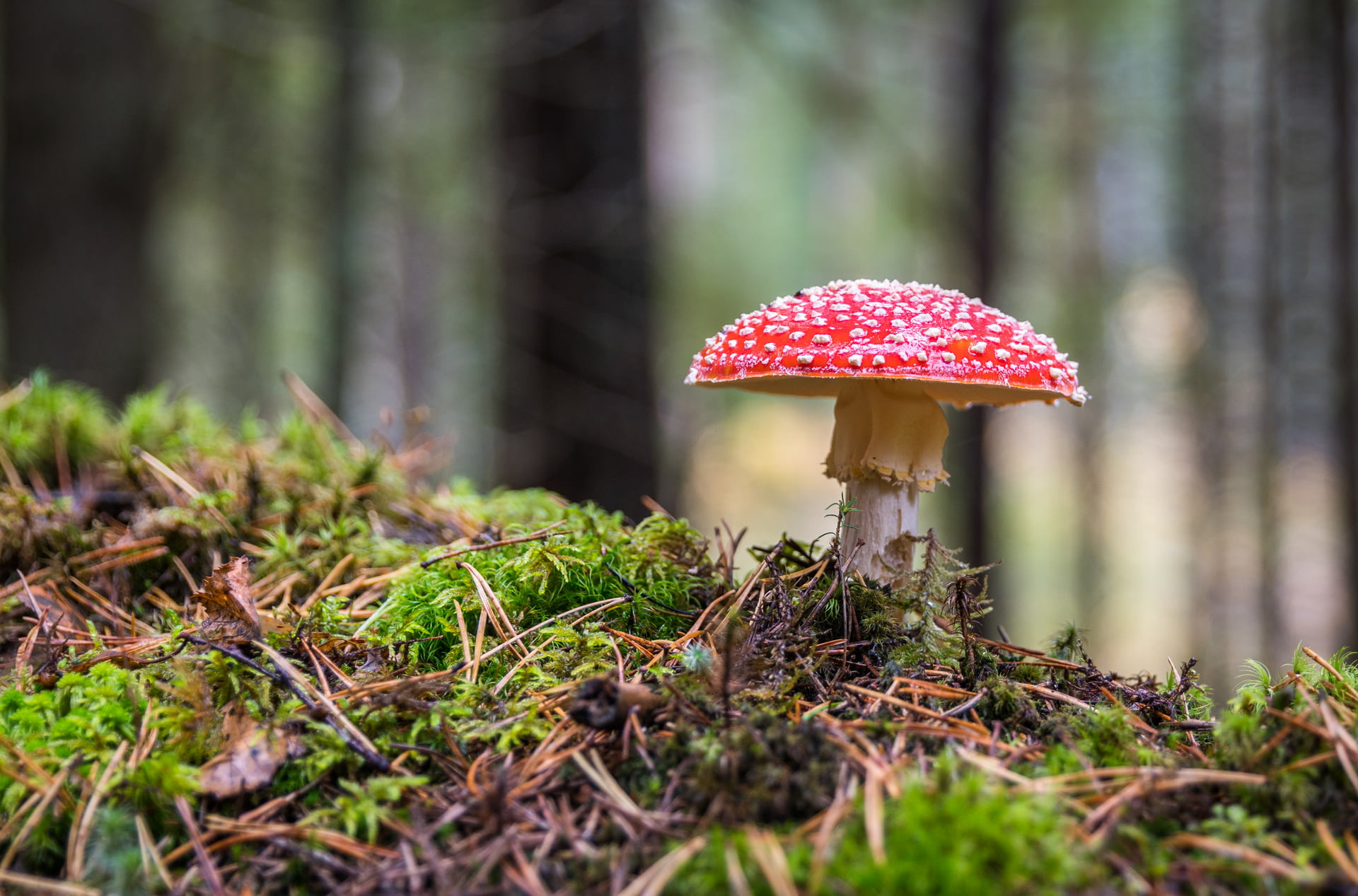 Artificial Fake Moss, Craft Mo - Sphagnum Moss Dry avis et prix