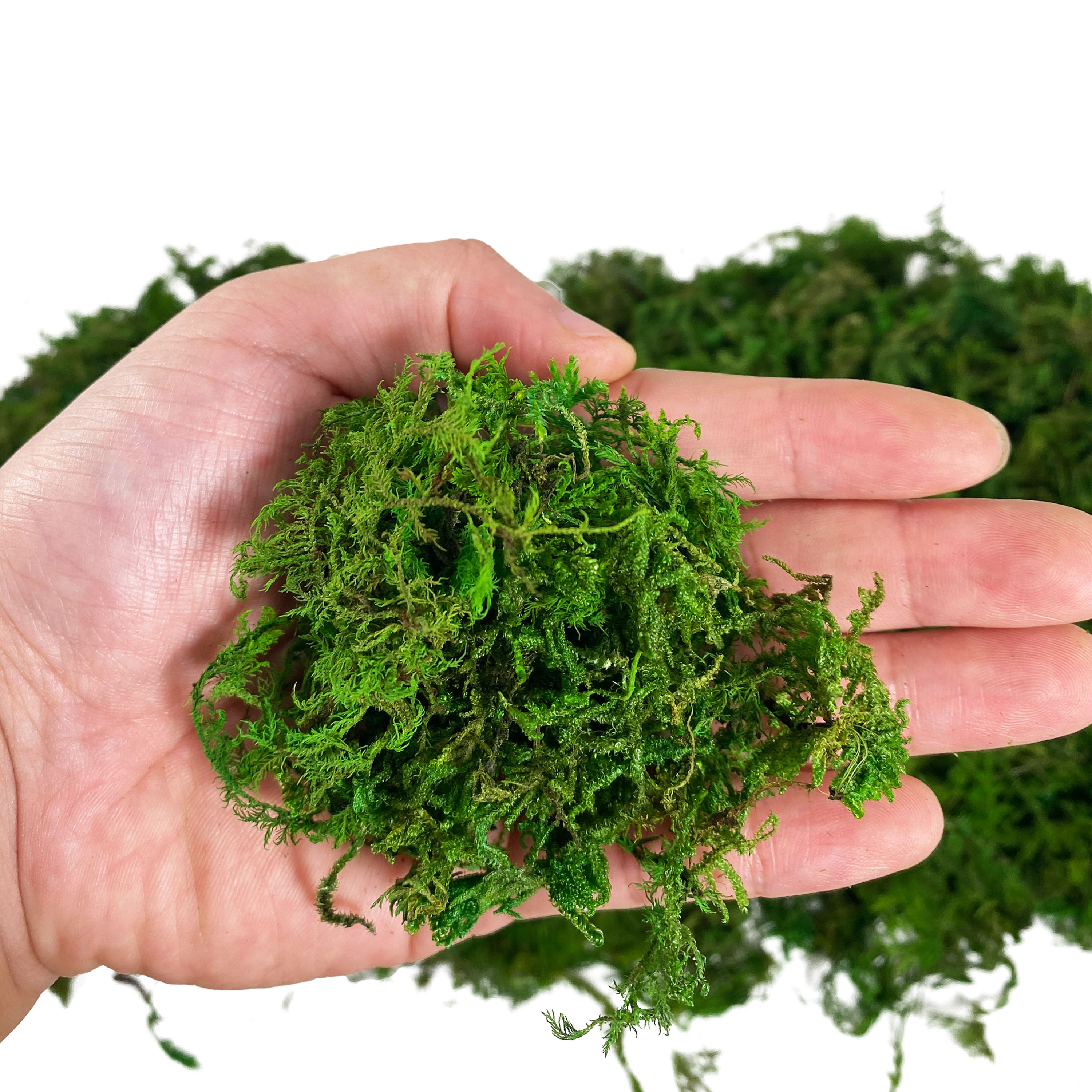 Artificial Fake Moss, Craft Mo - Sphagnum Moss Dry avis et prix