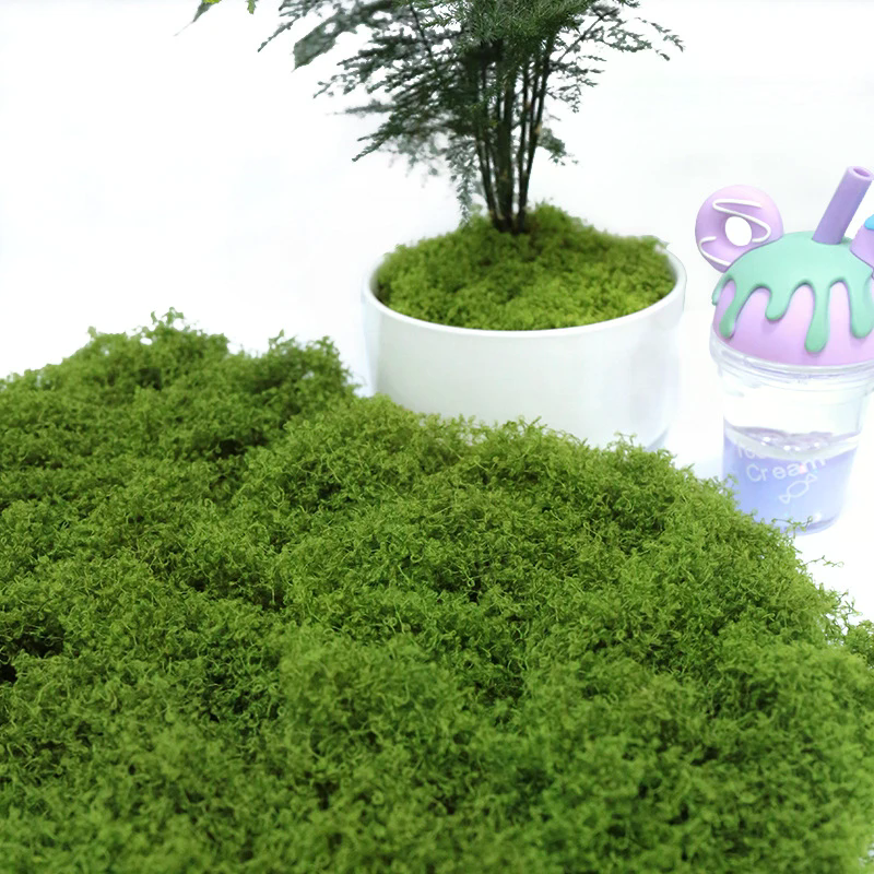 50g Fake Moss DIY Crafts Grass - Sphagnum Moss Dry avis et prix