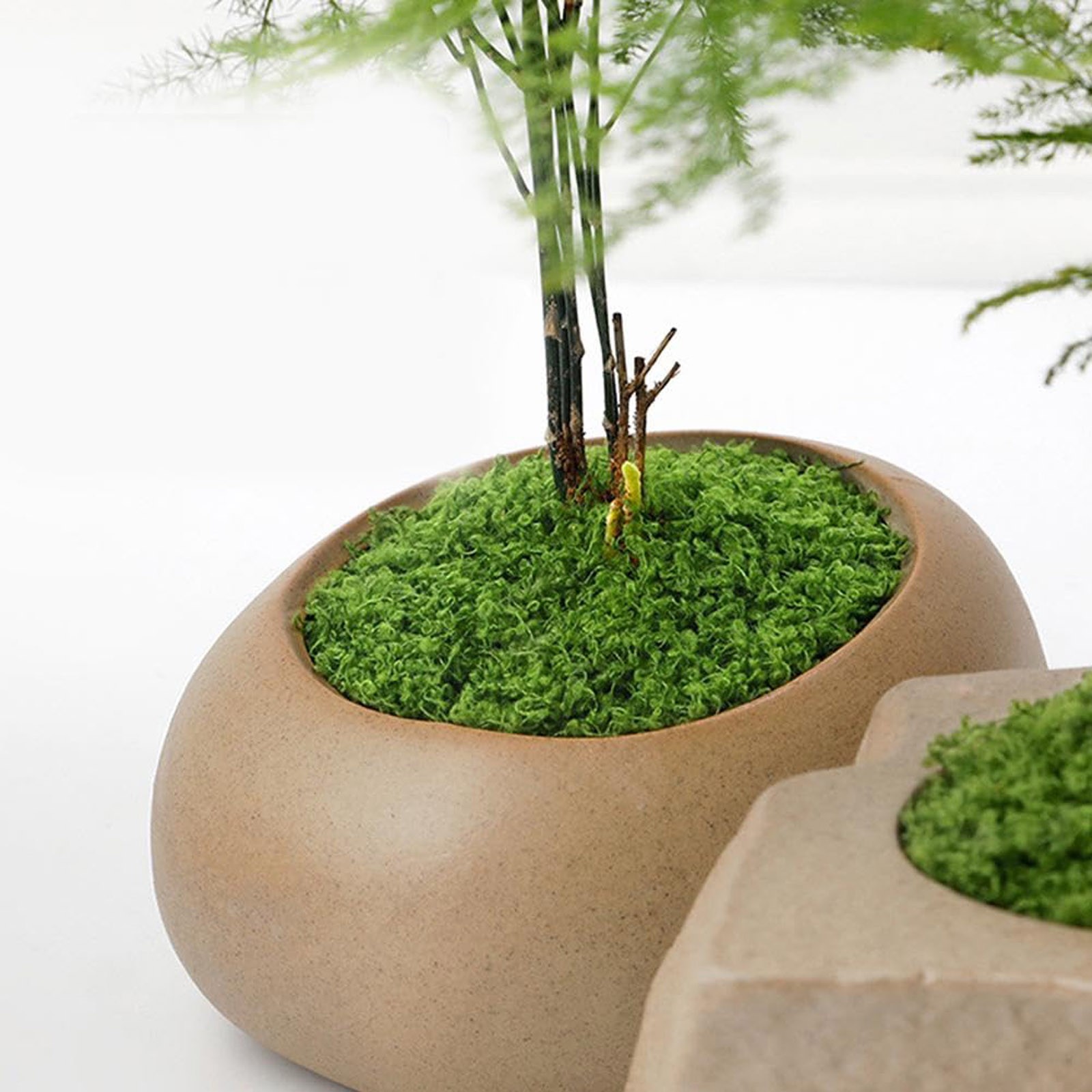 50/200g Artificial Moss For De - Sphagnum Moss Dry avis et prix