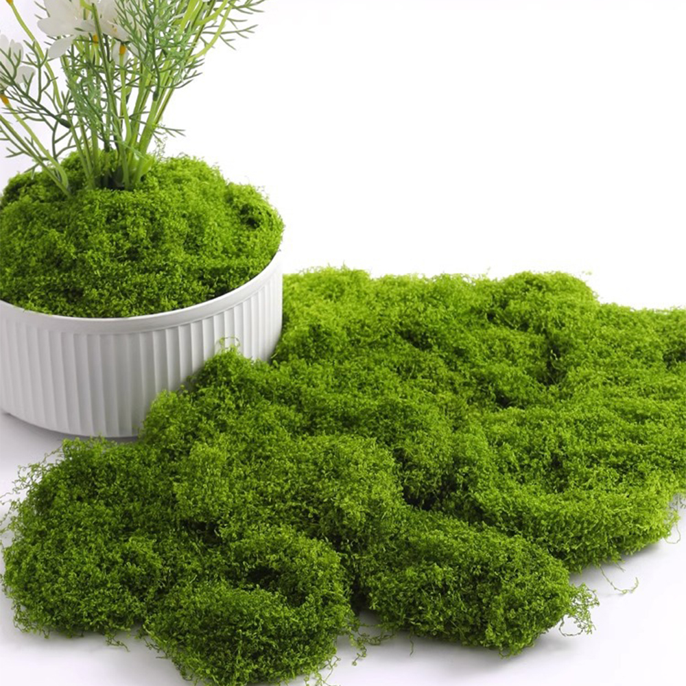 20/40/100g Eternal Life Moss D - Sphagnum Moss Dry avis et prix