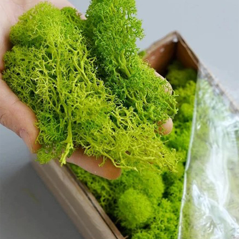 20/40/100g Eternal Life Moss D - Sphagnum Moss Dry avis et prix