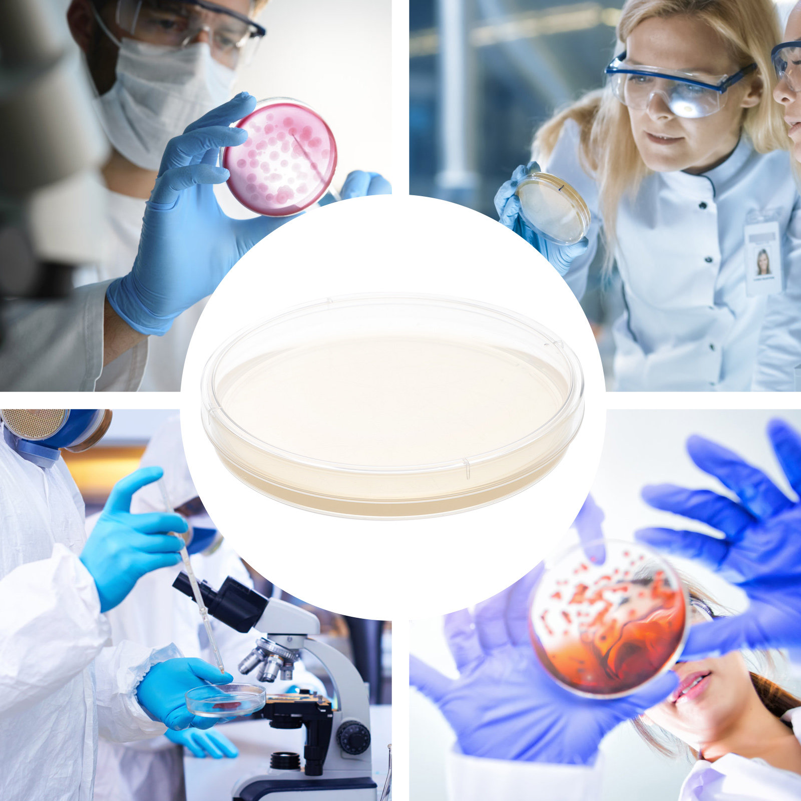 10pcs Nutrient Agar Plates Pre - Agar Tissue Culture avis et prix