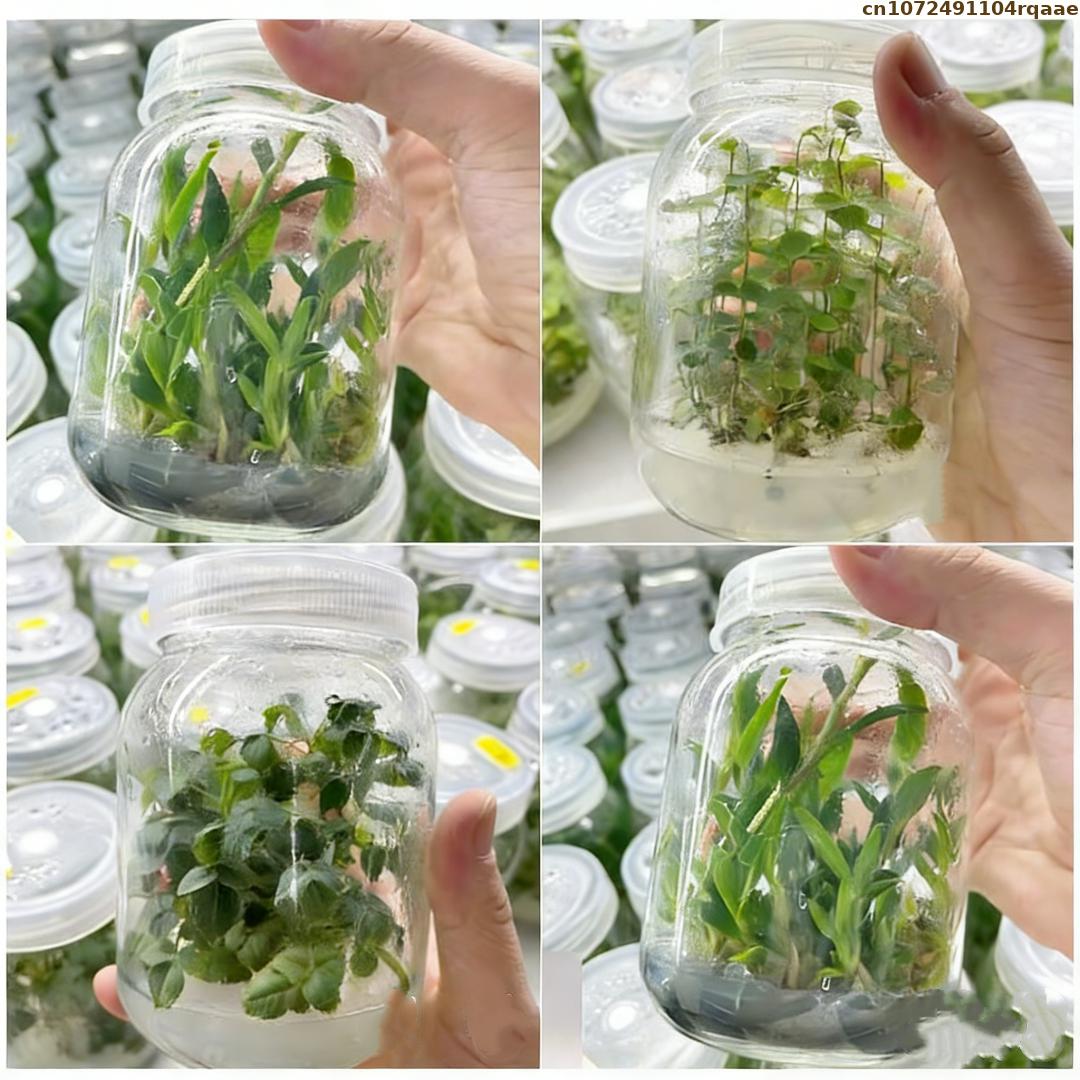 Premium Plant Tissue Culture A - Agar Tissue Culture avis et prix