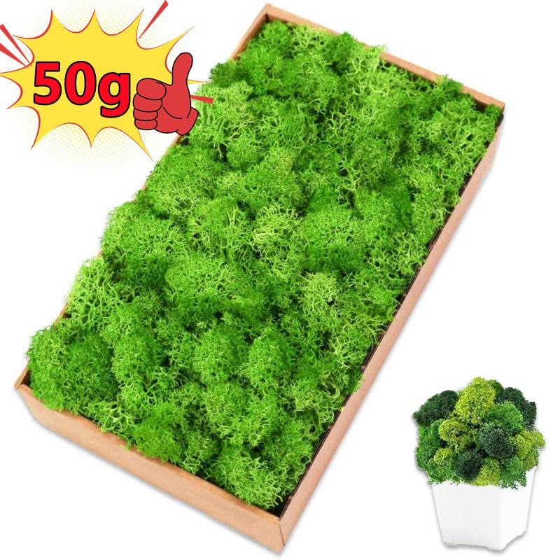 New 50/30/10g Artificial Green - Sphagnum Moss Dry avis et prix