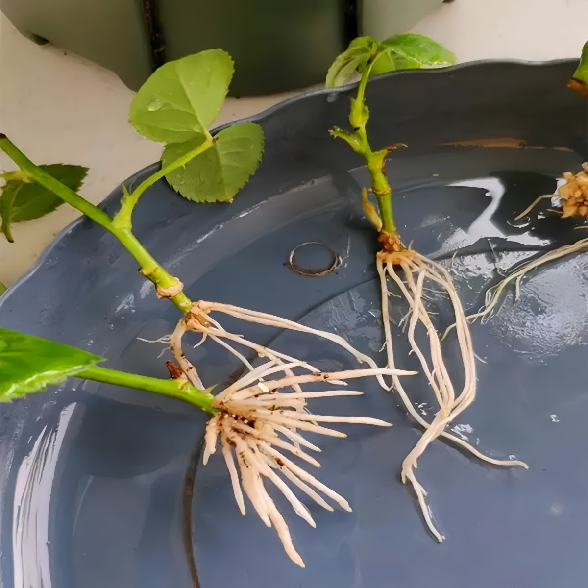 3-indoleacetic Acid IAA Auxina - Rooting Hormone Powder avis et prix