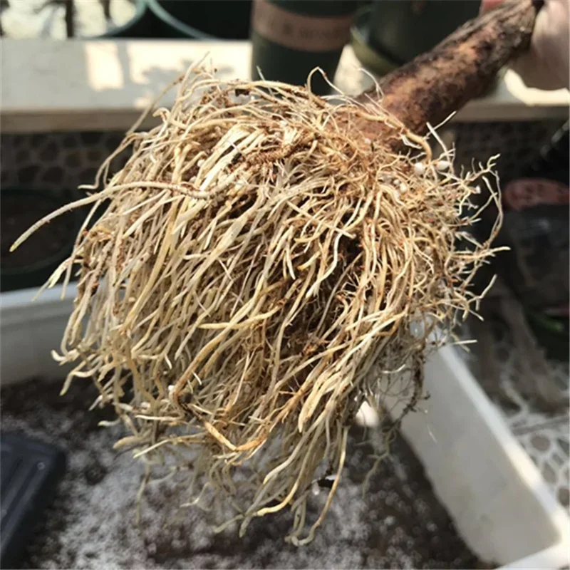 10g Quickly Rooting Powder Hor - Rooting Hormone Powder avis et prix
